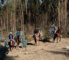 36 Day Adventure to The Condors Canyon Horse Riding Tour in Peru - Photo 1