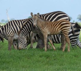 5 jours en stage de safari à Ngutuni, Tsavo Est, Amboseli et les collines de Taita, au Kenya - Photo 2
