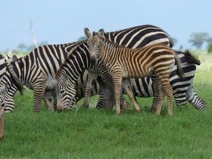 5-Daagse 'Droom van Afrika' Safari in Tsavo East, Amboseli, Ngutuni, en Sarova Taita, Kenia 