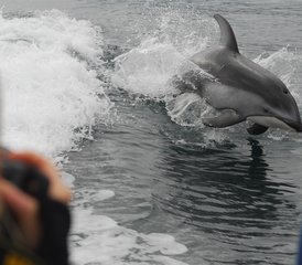 6 Day Johnstone Strait and Broughton Archipelago Expedition with Whale Watching in Canada - Photo 5