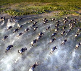 8 días de safari con alojamiento privado en Kenia y Tanzania - Photo 5