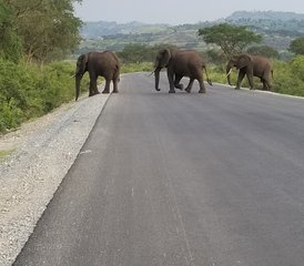 7 Tage Gorilla- und Schimpansen-Tracking im Queen Elizabeth NP, Kibale und Bwindi in Uganda - Photo 2