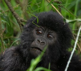 3 5 Day Double Gorilla Trekking Safari in Uganda's Bwindi Impenetrable Forest - Photo 1
