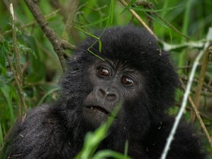 5 jours de safari double trekking des gorilles dans la forêt impénétrable de Bwindi, Ouganda