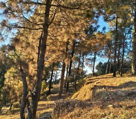 3 jours en retraite de yoga dans les montagnes de l'Uttarakhand, Inde - Photo 3