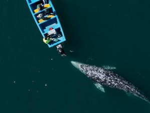 7 Day Baja Gray Whale Expedition in Baja California Sur, Mexico