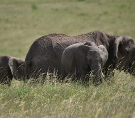 5 días de safari económico en Masái Mara, el lago Nakuru y el Parque Nacional de Hell's Gate, Kenia - Photo 5