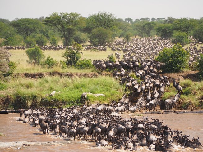 Luxury Migration Safari in November and December in Tanzania (HerdTracker)  (11 days)