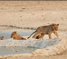015 Tage Dünen-, Tierwelt- und Surfing-Abenteuer in Namibia - Photo 1