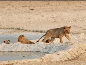 15 Day Dunes, Wildlife, and Surfing Adventure in Namibia