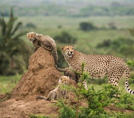 6 días de safari privado en el sur de Tanzania: Nyerere, Mikumi, Ruaha y disfruta de un pintoresco safari en barco - Photo 2