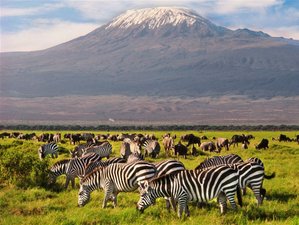 6 Day Kenya Safari in Amboseli, Hell's Gate National Park, and Masai Mara