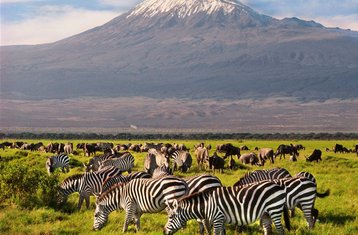 6 Tage Kenia Safari im Amboseli-Nationalpark, im Hell’s Gate Nationalpark und in der Masai Mara