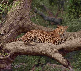 3 Day Affordable Camping Safari in Wilpattu National Park, North Central Province, Sri Lanka - Photo 2