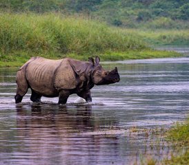 87 jours en stage de découverte de la faune sauvage au parc national de Bardia, Népal - Photo 1