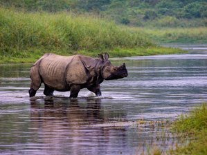 7-Daagse Wildlife Reis in Bardia Nationaal Park Nepal