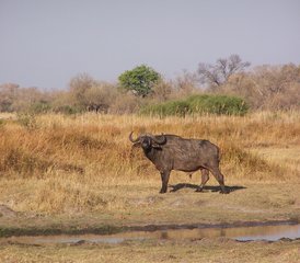 7-Daagse Safari Tour in Botswana - Photo 3