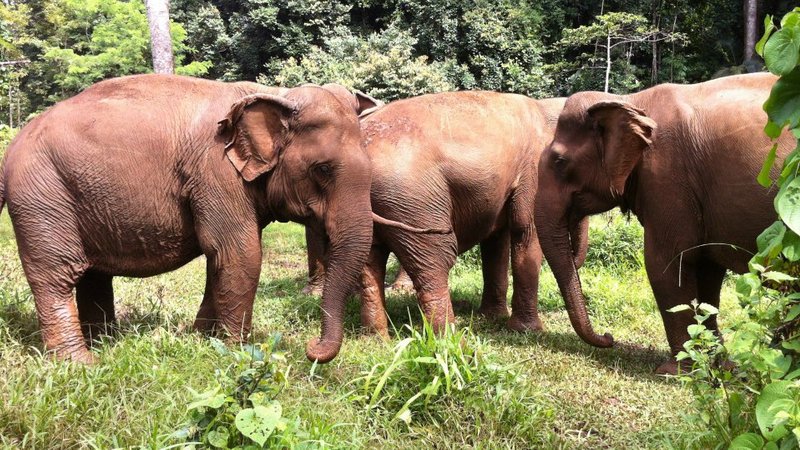 15 Days Lost Temples and Remote Jungle Safari in Cambodia ...