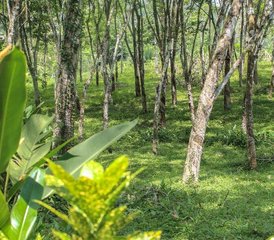 15 días de retiro de desintoxicación natural y yoga para cuerpo y mente en Kalutara, Sri Lanka - Photo 5