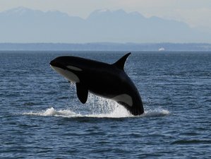 5 Day Orcas and Grizzlies Wildlife Tour in British Columbia, Canada