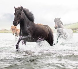 6 Tage Wonders of Lake Mývatn Northern Exposure Reittour in Nordisland, Island - Photo 2