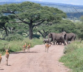 3 Tage Höhepunkte vom Lake Manyara, Ngorongoro und Tarangire Camping Safari in Tansania - Photo 2
