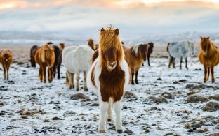 Islande Retraites et Voyages
