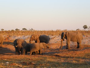 1 Day Non-Residential Botswana Extended Safari at Chobe National Park