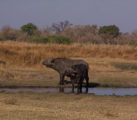 11-Daagse Safari Tour in Botswana - Photo 4