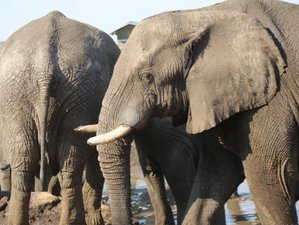 5 Day Incredible Safari in Zimbabwe, Zambia, Botswana, and Namibia