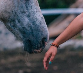 11-Tage Harmonie mit Pferden: Equine Yoga und Ausgerichtetes Horsemanship Retreat in Limón, Costa Rica - Photo 5
