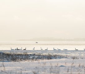 4 jours en retraite bien-être Dharma Harmony dans le comté de Saare, Estonie : calme, nature et créativité - Photo 5