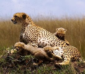 103-Daagse Groepssafari in Maasai Mara, Kenia - Photo 1