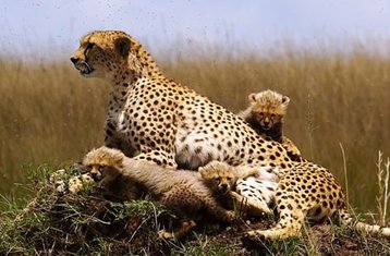 3-Daagse Groepssafari in Maasai Mara, Kenia