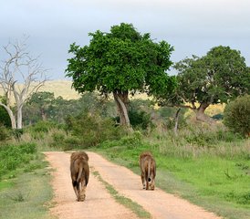 3 Day Serengeti Joining Group Safari in Tanzania - Photo 4