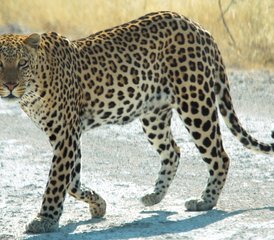 010 Tage Schönheit Namibias: Geführte und Selbstgeführte Safaris in Otjiwarongo, Etosha Ost und mehr - Photo 1