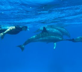 8 Tage Delfin Yoga Retreat - Schwimmen mit freilebenden Delfinen, Yoga und mehr in Ägypten - Photo 2