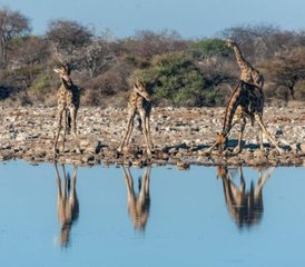 014 Tage Große Safari Camping-Tour in Namibia, Botswana und Simbabwe - Photo 1