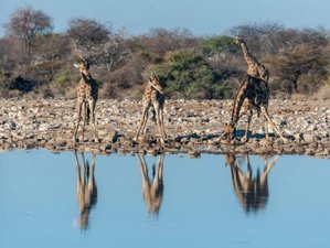 14 Day Great Safari Camping Tour in Namibia, Botswana, and Zimbabwe