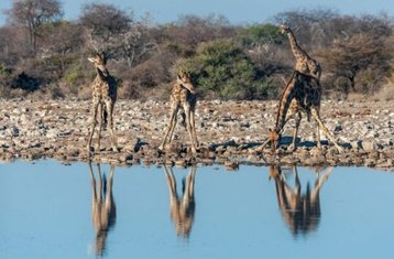 14 días de gran safari de acampada en Namibia, Botsuana y Zimbabue