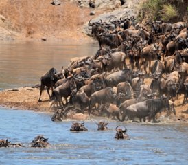 12 Tage Spektakulärer Wildlife-Safari und Strandurlaub in Sansibar, Tansania - Photo 2
