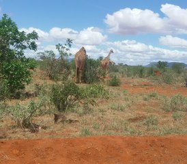 104-Daagse Road Safari in Kenia van Mombasa naar Ngutuni Game Sanctuary, Tsavo West en Taita Salt Lick - Photo 1