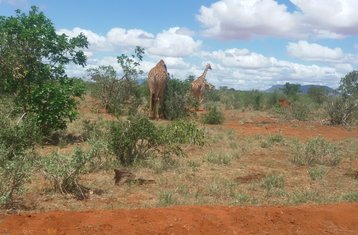 4 jours en stage de safari routier au Kenya de Mombasa au sanctuaire animalier de Ngutuni, Tsavo Ouest et Taita Salt Lick