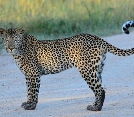 4 Day Safari in Kruger Park via Blyde River Canyon on Panorama Route in South Africa - Photo 4