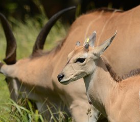 4 jours découverte de la Tanzanie : safari de groupe économique avec aventure en camping, Tanzanie - Photo 2
