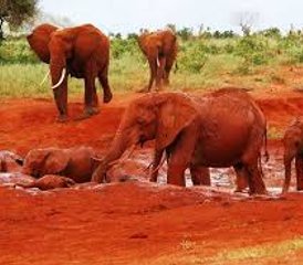2 Tage geführte Safari im Tsavo East, Kenia ab Diani Beach - Photo 4