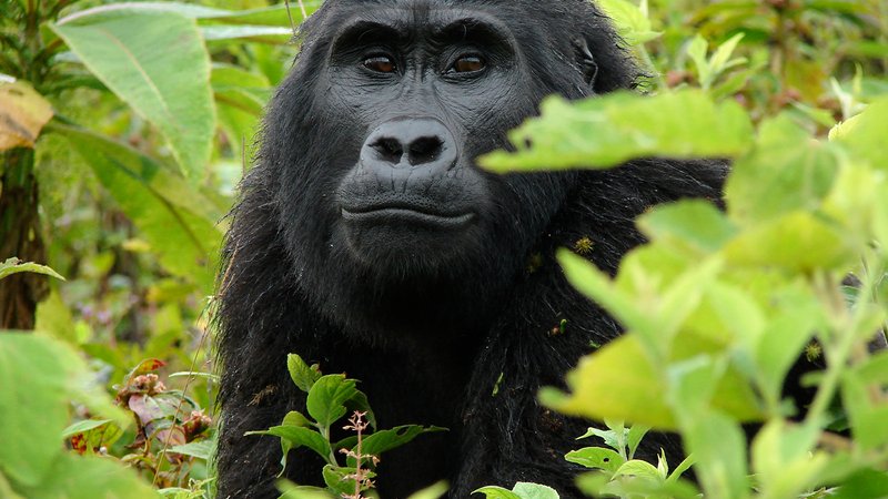 5 Days Wildlife Safari in Uganda 