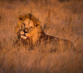 5 jours safari faune exceptionnel et aventure Big Five en Tanzanie, Tanzanie - Photo 4