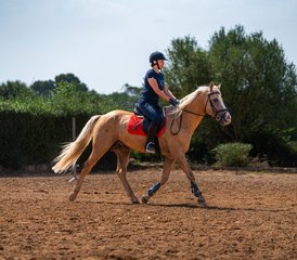 8 Day Andalusian Stallions Dressage Horse Riding Holiday in Mallorca, Balearic Islands, Spain - Photo 3