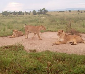 16 días de safari y senderismo en el monte Rwenzori, Uganda: gorilas y safaris en 4x4 - Photo 2